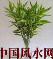 朝阳十二生肖养什么植物最旺财运？你知道吗！