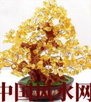 朝阳买了招财植物却不能发财，是方位摆错了！